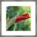 Sword Lily Framed Print