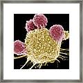 T Lymphocytes And Cancer Cell, Sem Framed Print