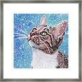 Tabby Cat In The Winter Framed Print