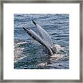 Tail Fin Of A Big Whale Framed Print