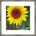 Tall Sunflower Gleaming Framed Print