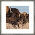 Tallgrass Prairie Buffalo Framed Print