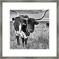 Tallgrass Prairie Longhorn Black And White Framed Print