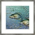 Tangled Cover Crappie Ii Framed Print