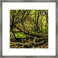 Tangled Trees Framed Print