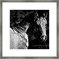 Taos Pony In B-w Framed Print