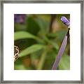 Target In Sight - Honey Bee Framed Print