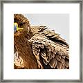 Tawny Eagle Close Up Framed Print