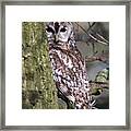 Tawny Owl In A Woodland Framed Print