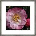 Taylor's Perfection Camellia Framed Print