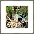 Teal Leafy Sea Dragon Framed Print