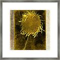 Teddy Bear Sunflower # 2 Framed Print