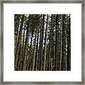 Teenage Walking In The Forest Framed Print