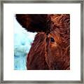 Ten Minute Cow Portrait Framed Print