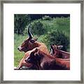 Tennessee Longhorn Steers Framed Print
