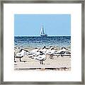 Terns And Sailors Framed Print