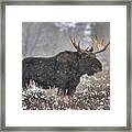Teton Snowy Moose Framed Print