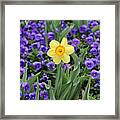 Texas Blooms 39 Framed Print