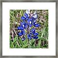 Texas Bluebonnet Framed Print