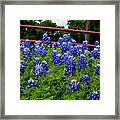 Texas Bluebonnets In Ennis Framed Print
