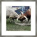 Texas Bull Fight Framed Print