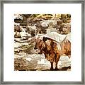 Texas Longhorn Cattle 5314.07 Framed Print
