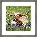 Texas Longhorn In Bluebonnets Framed Print