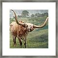 Texas Longhorn - Pride Framed Print