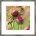 Texas Thistle 001 Framed Print