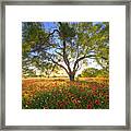 Texas Wildflower Evening In The Hill Country 2 Framed Print