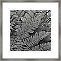 Textures Of The Forest Framed Print