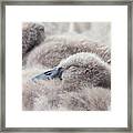 The Afternoon Lullaby Framed Print