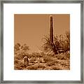 The Ageless Sonoran Desert Framed Print
