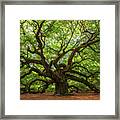 The Angel Oak Tree Framed Print