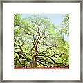 The Angel Oak Tree Framed Print