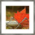 The Autumn Leaf Framed Print