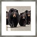 The Bears Are Coming Framed Print