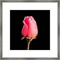 The Beauty Of A Rose Framed Print