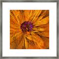 The Beauty Of Maturity Framed Print