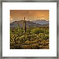 The Beauty Of The Sonoran Desert Framed Print