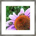 The Bees Feast Framed Print