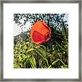 The Big Red Framed Print