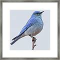 The Bluebird Of Happiness Framed Print