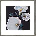 The Calla Lilies Are In Bloom Again Framed Print