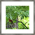 The Cardinal In The Woods Framed Print