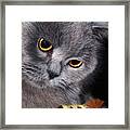 The Cat And The Feather Framed Print