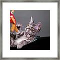 The Cat And The Fish Framed Print