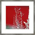 The Clear Tree Framed Print