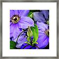 The Clematis Bud Framed Print