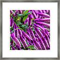 The Color Purple Framed Print